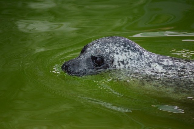 Free download Seal Mammal Animal -  free photo or picture to be edited with GIMP online image editor