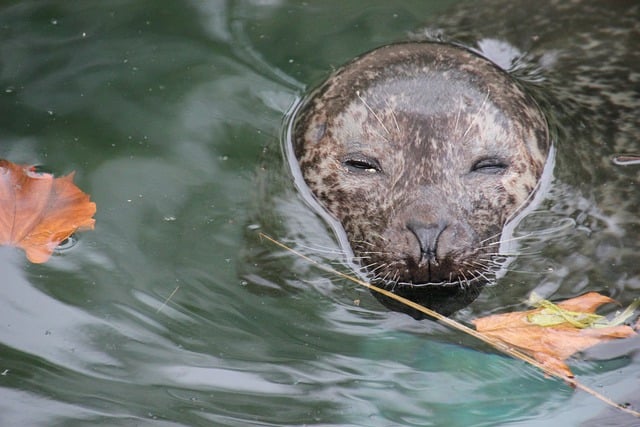 Free download seal mammal animal wildlife free picture to be edited with GIMP free online image editor