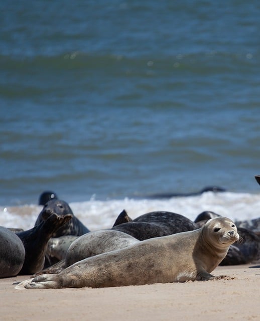 Free download seal mammal sea beach summer baby free picture to be edited with GIMP free online image editor