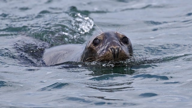 Free download seal marine mammal species fauna free picture to be edited with GIMP free online image editor