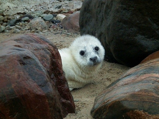 הורדה חינם Seal Puppy - תמונה או תמונה בחינם לעריכה עם עורך התמונות המקוון GIMP