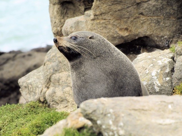 Free download Seal Rocks Mammal free photo template to be edited with GIMP online image editor