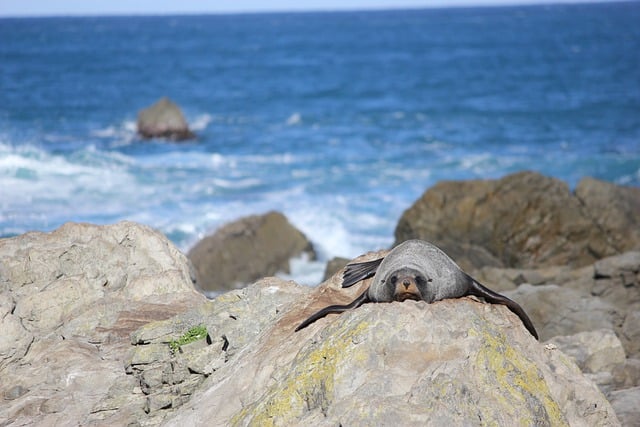 Free download seal rocks shore sea relax free picture to be edited with GIMP free online image editor