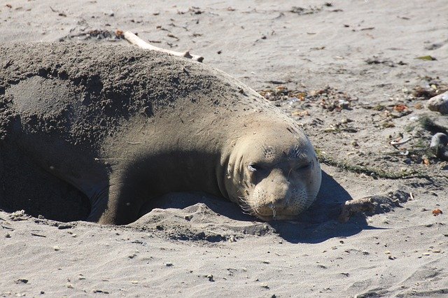 Free download Seal Sand Sea -  free photo or picture to be edited with GIMP online image editor