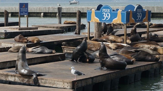 Free download Seals California San Fransisco -  free photo or picture to be edited with GIMP online image editor