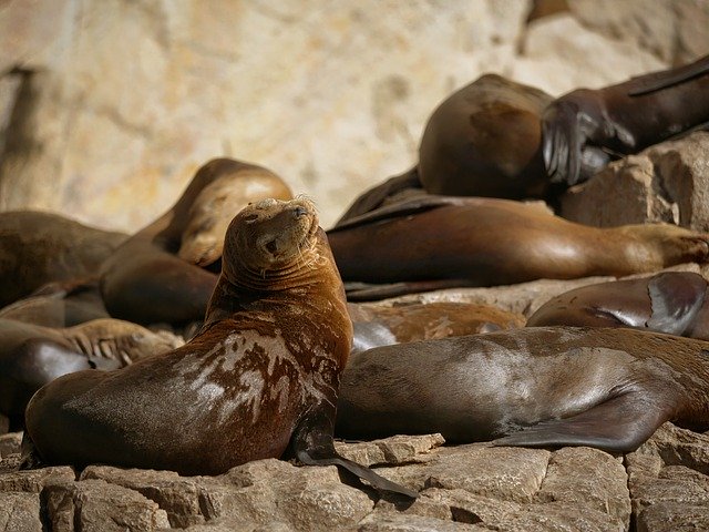 Free download Seal Seals Sea Lion -  free photo or picture to be edited with GIMP online image editor