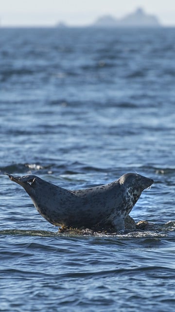 Free download seal sea sunbathing tide floating free picture to be edited with GIMP free online image editor