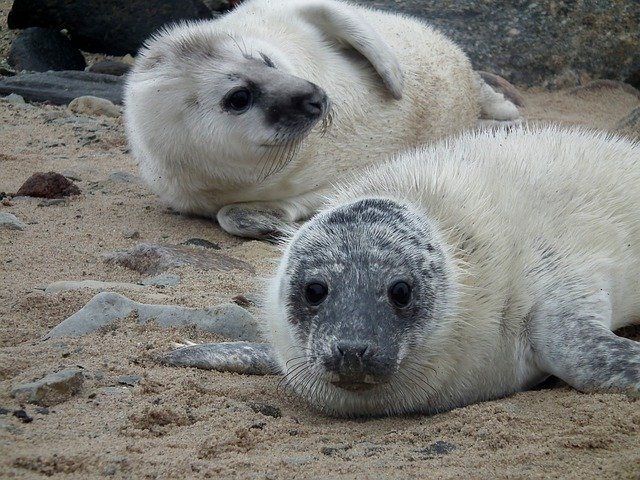 Free download Seals Seal Sea -  free photo or picture to be edited with GIMP online image editor