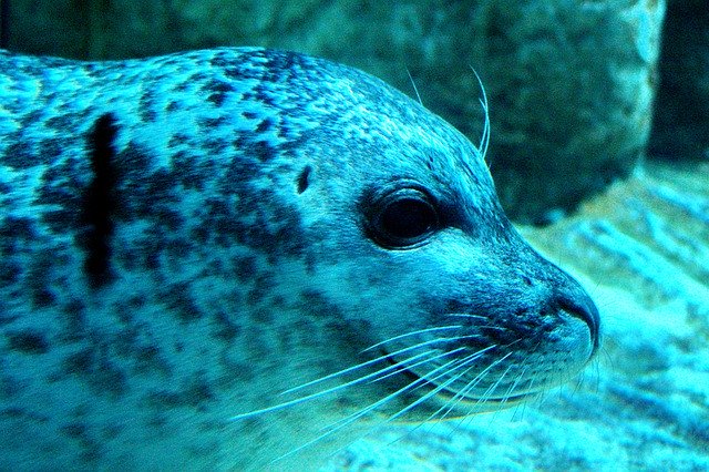 Free download Seal Underwater Blue -  free photo or picture to be edited with GIMP online image editor