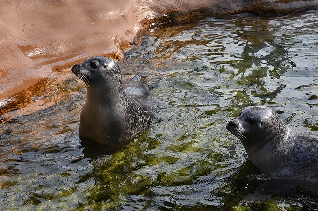 Free download Seal Zoo Water -  free photo or picture to be edited with GIMP online image editor