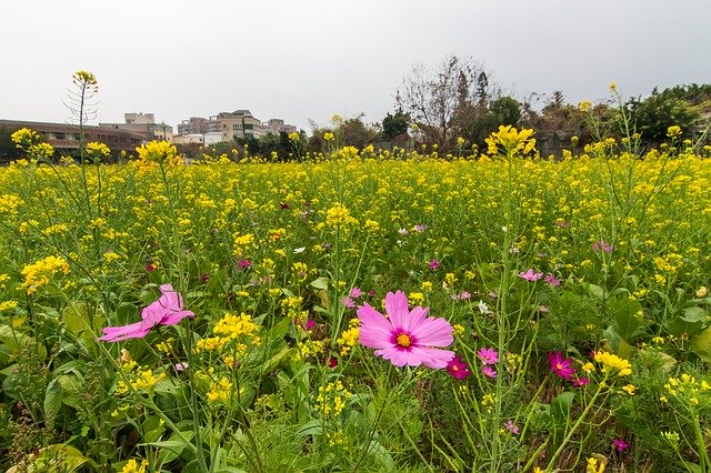 Free download Sea Of Flowers Cosmos -  free photo or picture to be edited with GIMP online image editor