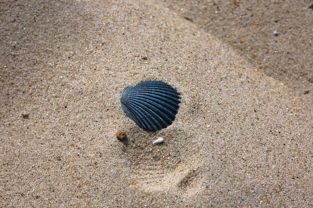 Free download sea shell sea beach summer sand free picture to be edited with GIMP free online image editor