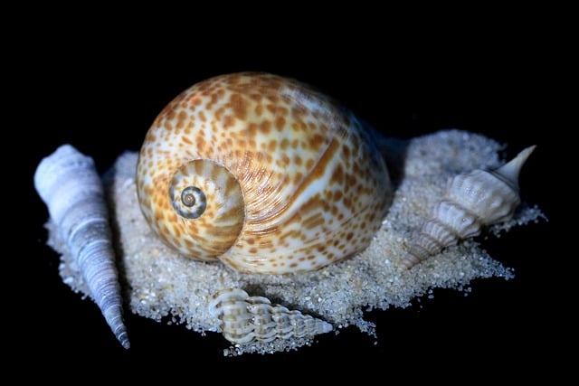 Free download sea snail casing sand free picture to be edited with GIMP free online image editor