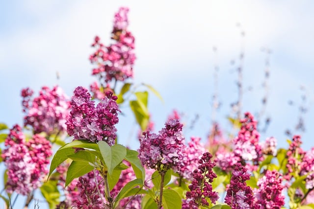 Free download seasonal botany flowers purple free picture to be edited with GIMP free online image editor