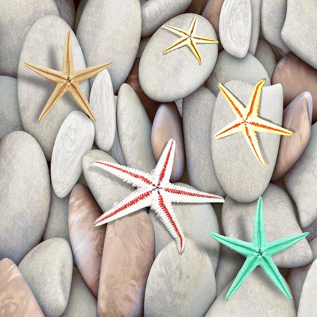 Free download Sea Stars Colors Stones -  free illustration to be edited with GIMP free online image editor