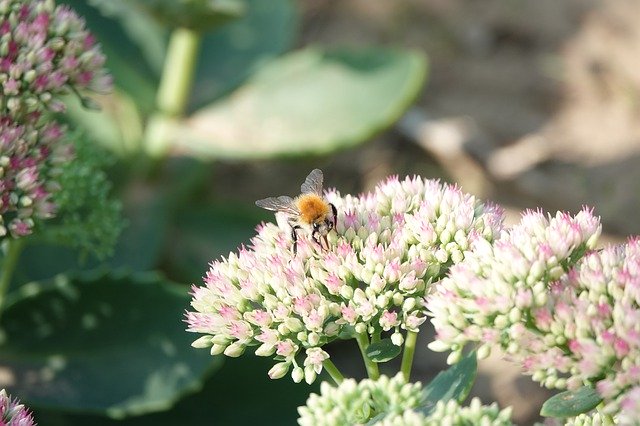 Free download Sedum Bumblebee Bombus -  free photo or picture to be edited with GIMP online image editor