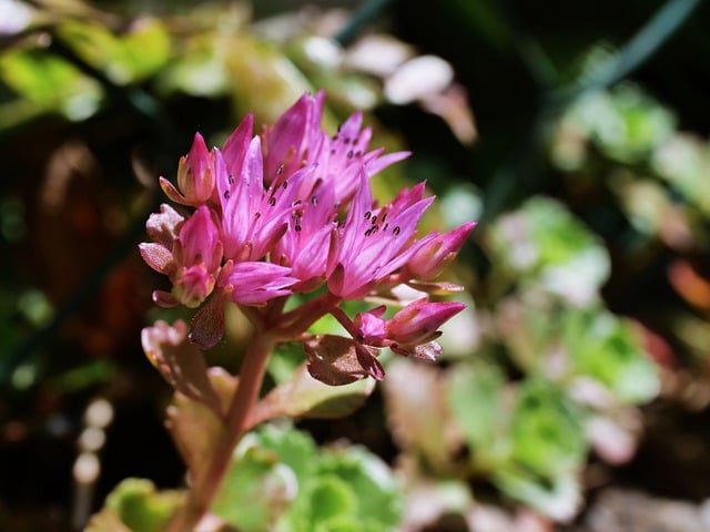 Free download sedum succulent blossoms free picture to be edited with GIMP free online image editor