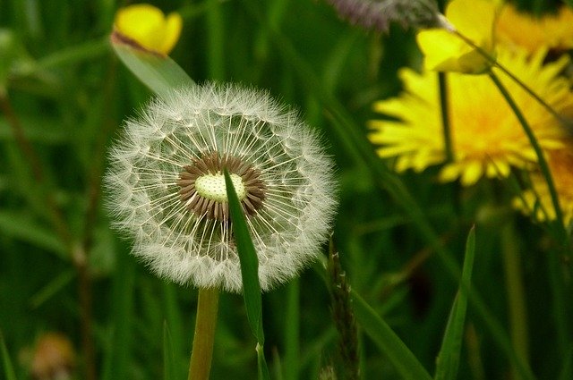 Free download Seed Head Dandelion -  free photo or picture to be edited with GIMP online image editor