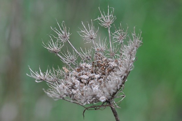 Free download Seed Overblown Nature -  free photo or picture to be edited with GIMP online image editor