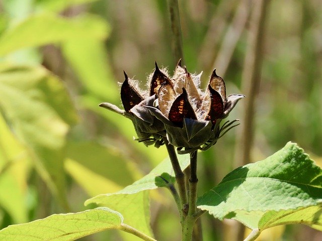 Free download Seed Pod Dried Brown -  free photo or picture to be edited with GIMP online image editor