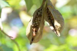 Free download Seed pod on a tree in Santiago, Chlie free photo or picture to be edited with GIMP online image editor