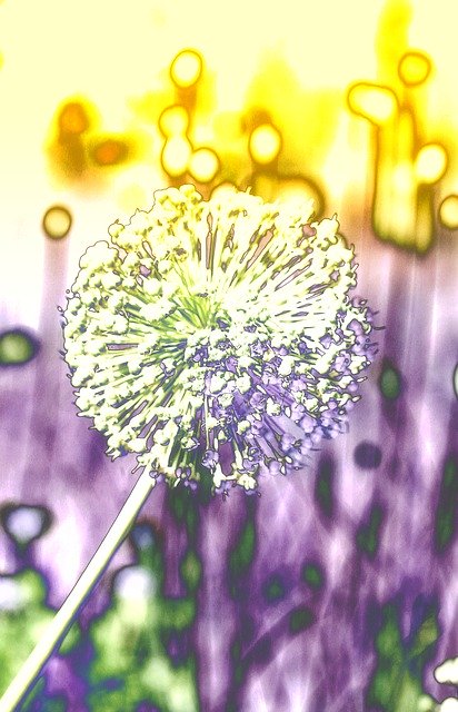 Free download Seeds Was Ornamental Onion Plant -  free illustration to be edited with GIMP free online image editor