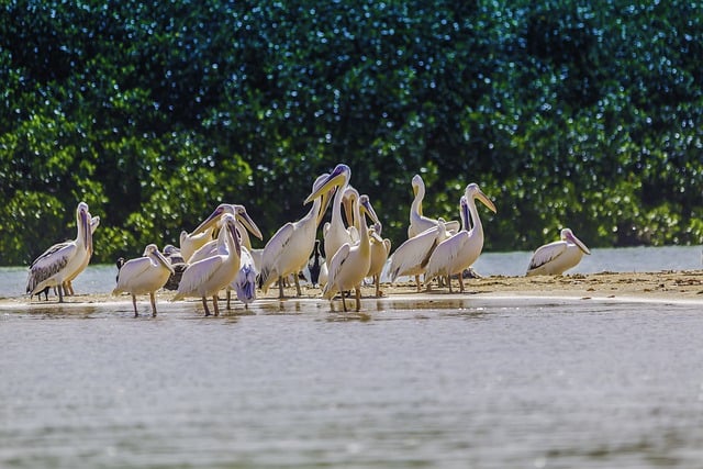 Free download senegal pelicans birds fauna free picture to be edited with GIMP free online image editor