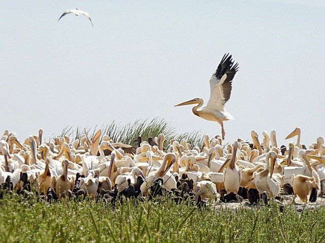 Free download Senegal Pelicans Sanctuary -  free photo or picture to be edited with GIMP online image editor