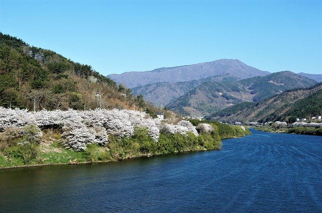 دانلود رایگان Seomjin Cherry Enjoy Spring Flower - عکس یا تصویر رایگان قابل ویرایش با ویرایشگر تصویر آنلاین GIMP