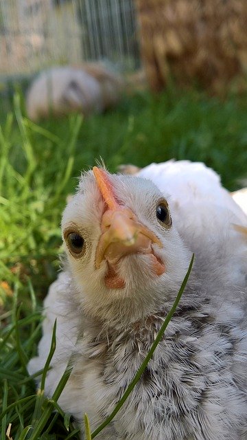 Free download Serama Bantam Dwarf Cock -  free photo or picture to be edited with GIMP online image editor