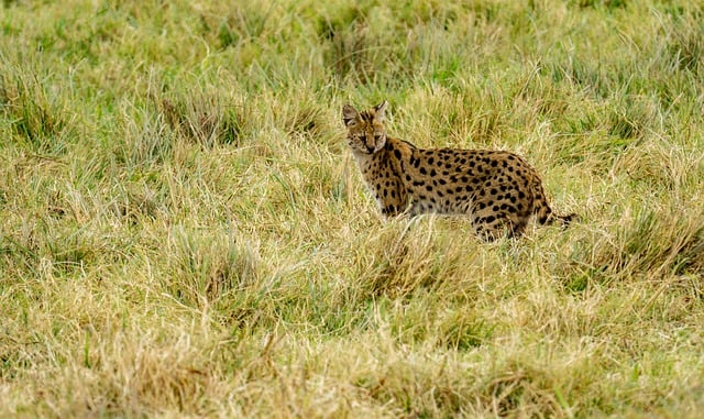 Free download serval serengeti nature wilderness free picture to be edited with GIMP free online image editor