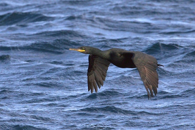 Free download shag bird nature wildlife seabird free picture to be edited with GIMP free online image editor