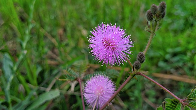 Free download shameplants flowers plant free picture to be edited with GIMP free online image editor