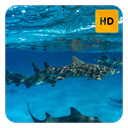 shark Wallpaper HD New Tab Theme  screen for extension Chrome web store in OffiDocs Chromium