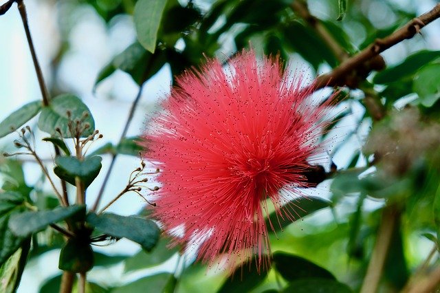 Free download Sharp Petals Flower Red Rein -  free photo or picture to be edited with GIMP online image editor