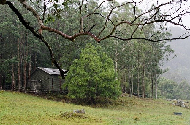 Free download Shed Branch Trees -  free photo or picture to be edited with GIMP online image editor