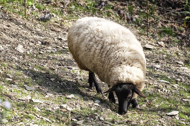 Free download Sheep Animal Nature -  free photo or picture to be edited with GIMP online image editor