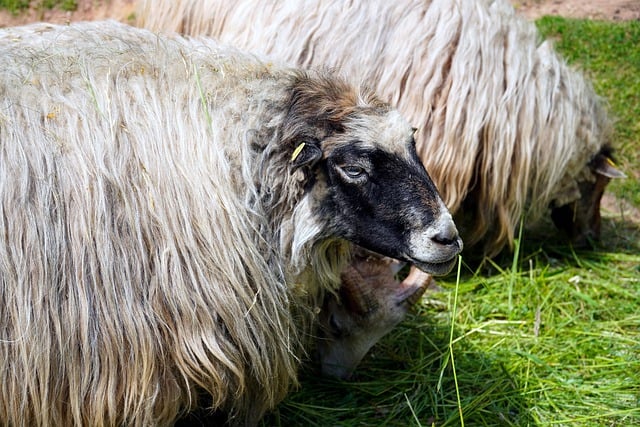 Free download sheep animal nature farm yard free picture to be edited with GIMP free online image editor