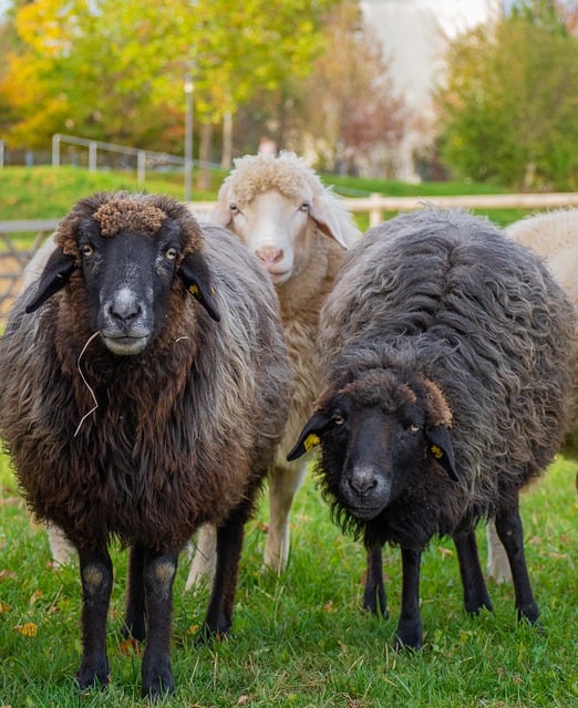 Free download sheep animals wool nature meadow free picture to be edited with GIMP free online image editor