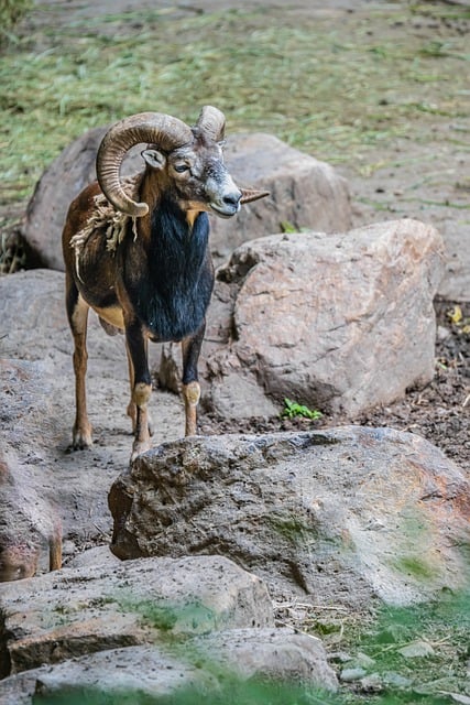 Free download sheep argali mouflon animal free picture to be edited with GIMP free online image editor