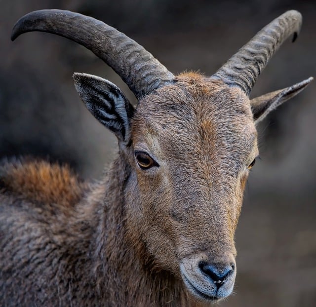 Free download sheep barbary sheep horns aoudad free picture to be edited with GIMP free online image editor