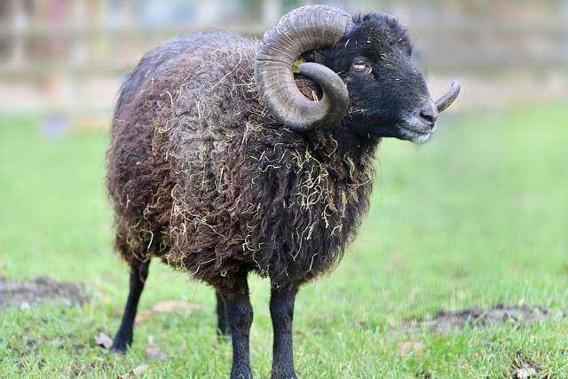 Free download sheep black sheep aries horns wool free picture to be edited with GIMP free online image editor