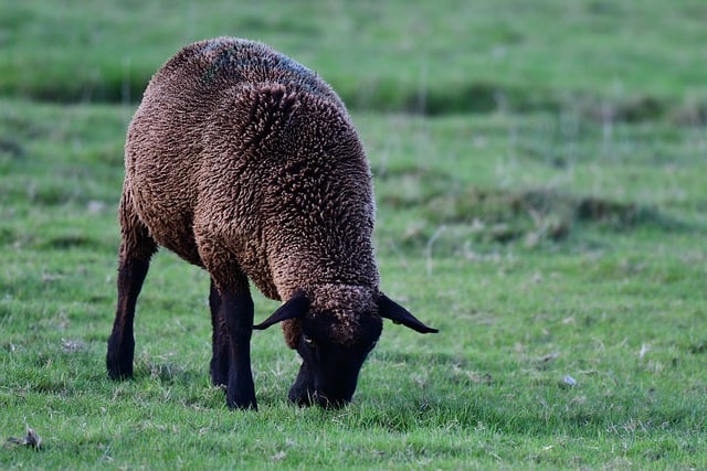 Free download sheep black sheep north sea animal free picture to be edited with GIMP free online image editor