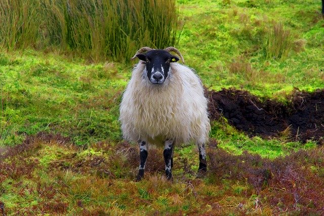 Free download Sheep Connemara Ireland -  free photo or picture to be edited with GIMP online image editor