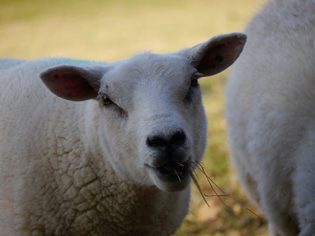 Free download sheep face ear live stock farm free picture to be edited with GIMP free online image editor