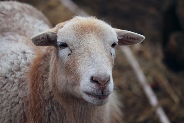 Free download sheep farm animal head portrait free picture to be edited with GIMP free online image editor