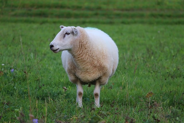 Free download sheep farm animal pasture view fur free picture to be edited with GIMP free online image editor