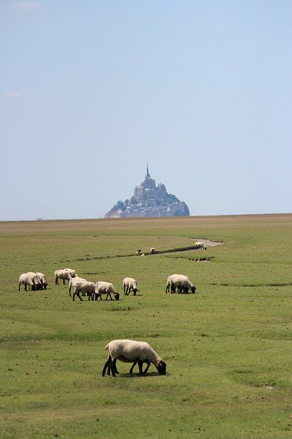 Free download Sheep France Animal -  free photo or picture to be edited with GIMP online image editor