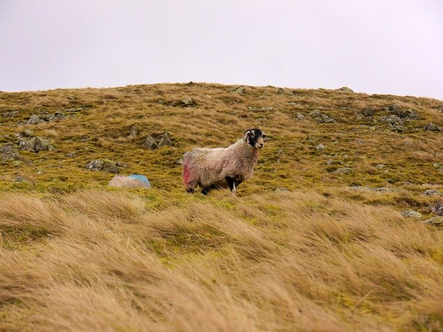 Free download Sheep Grass Landscape -  free photo or picture to be edited with GIMP online image editor