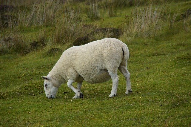 Free download Sheep Graze Scottish -  free photo or picture to be edited with GIMP online image editor